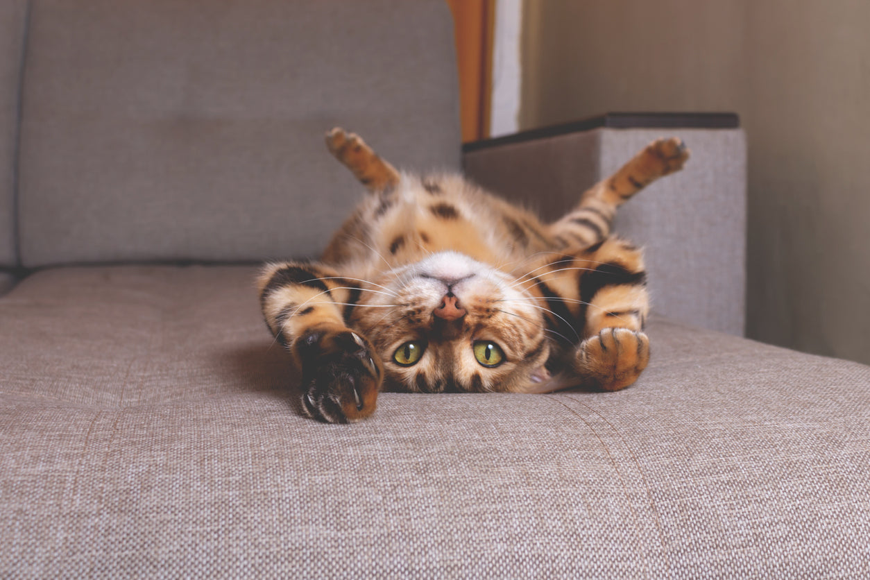 The Most Common Antibiotics for Cats: Learn What You’re Giving Your Cat