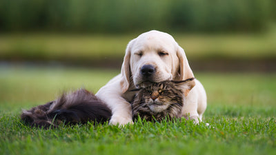 Want to Have a Dog and a Cat? Try these Breeds
