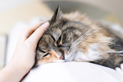 Should You Give Aspirin to Cats?