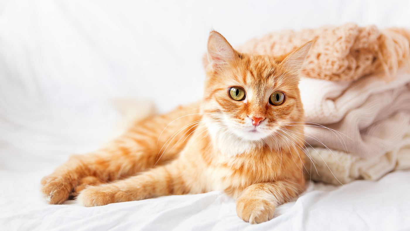 Benefits of Prazosin for Cats with Urethral Obstruction