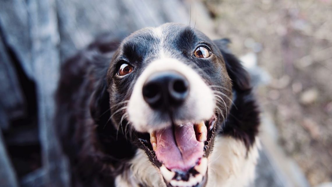 How To Tell If Your Dog Has Tooth Pain