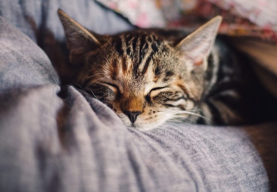 Methimazole for Cats: The Answer for Hyperthyroidism