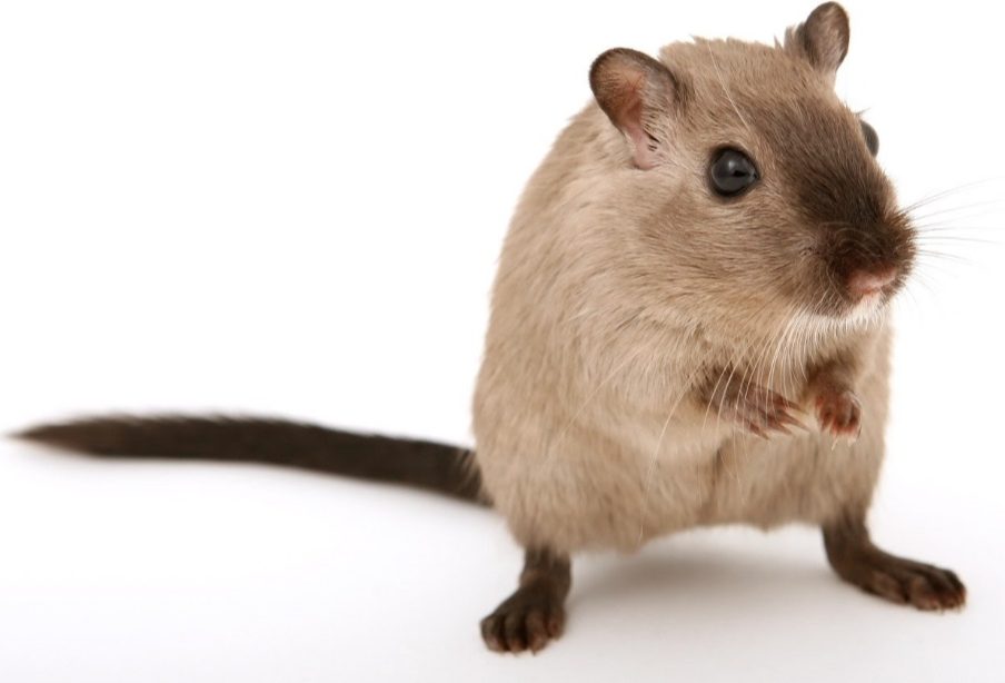 What You Should Know Before Getting a Pet Gerbil