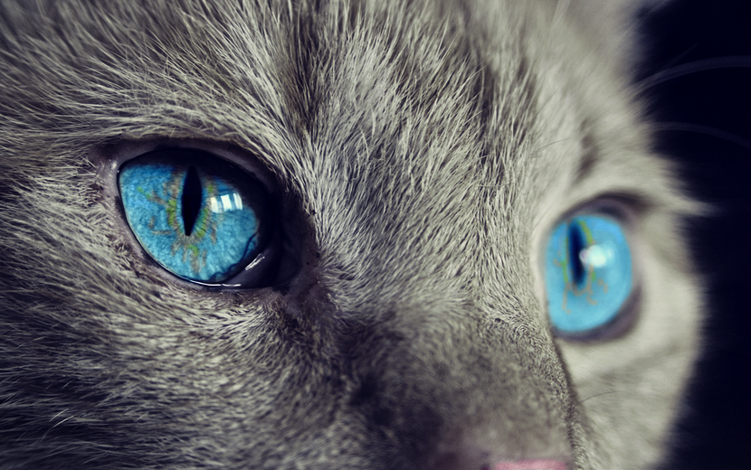 Why Your Cat’s Eyes Are Watery