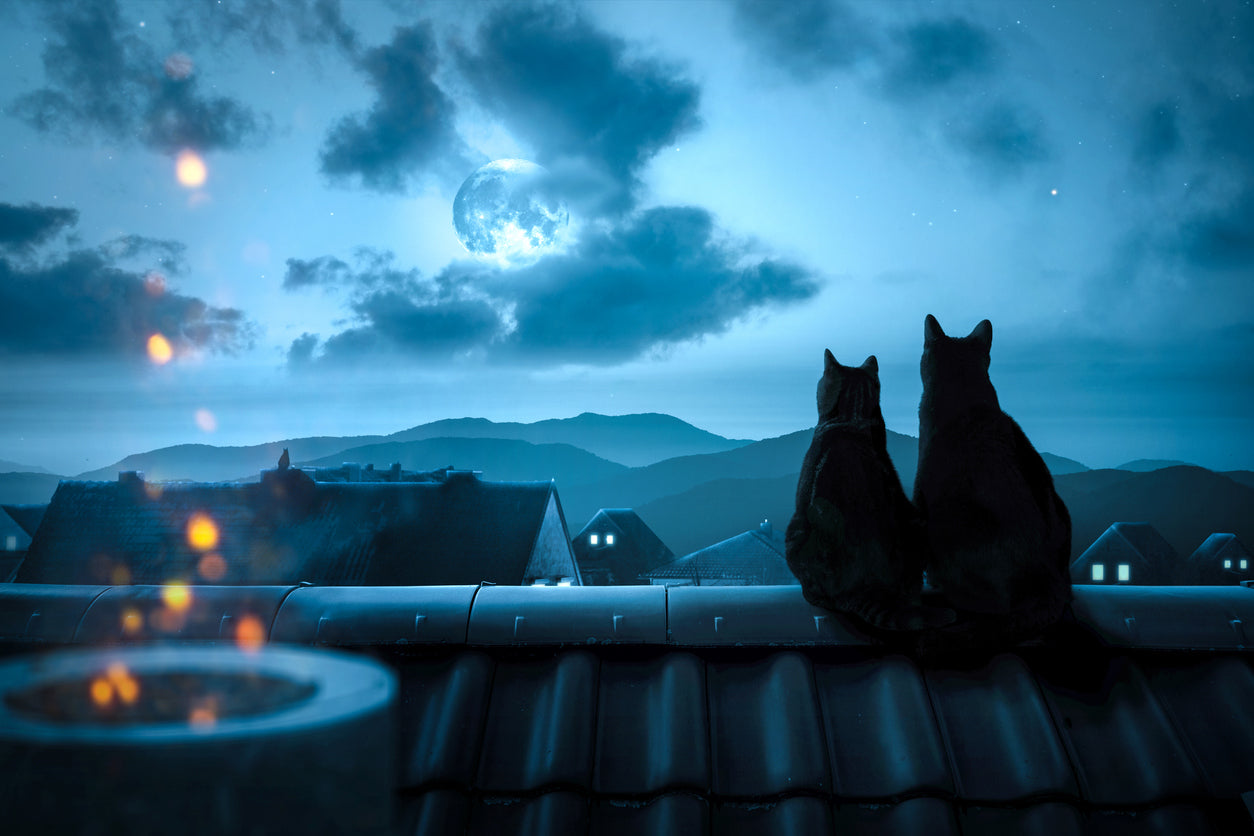 Do Full Moons Affect Cats?