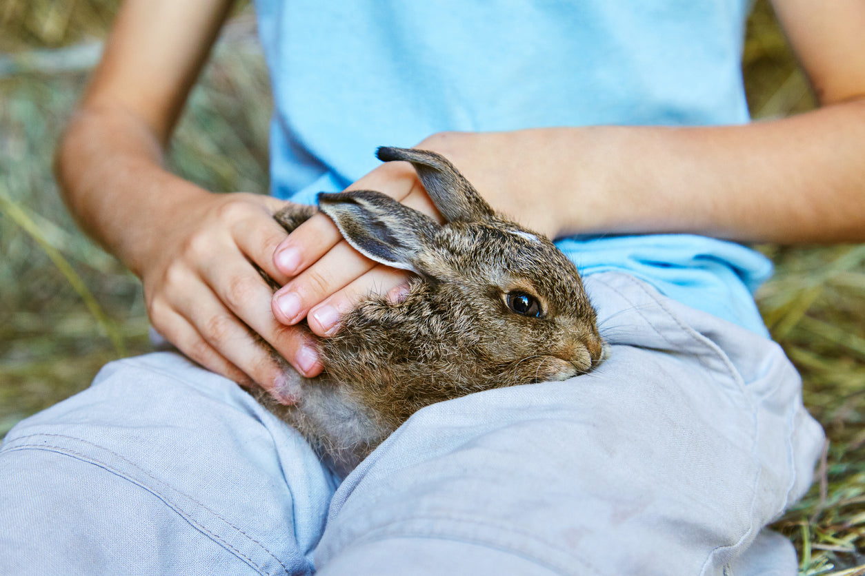 Things to Know Before Adopting a Rabbit