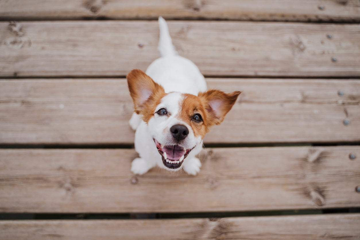 How Doxycycline Saved My Dog Odin From Heartworms