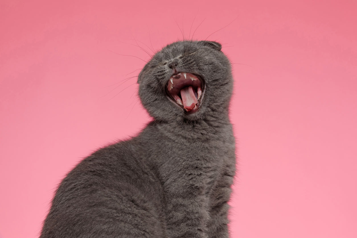 Meowing Cats: Why Are They Making So Much Noise?