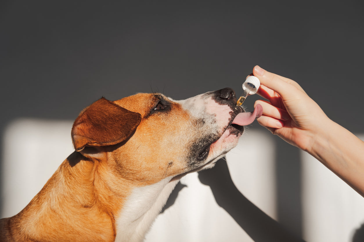 Dog Allergies Treatment: What You Can Do