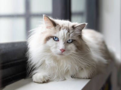Methocarbamol: To Control Muscle Spasms In Cats