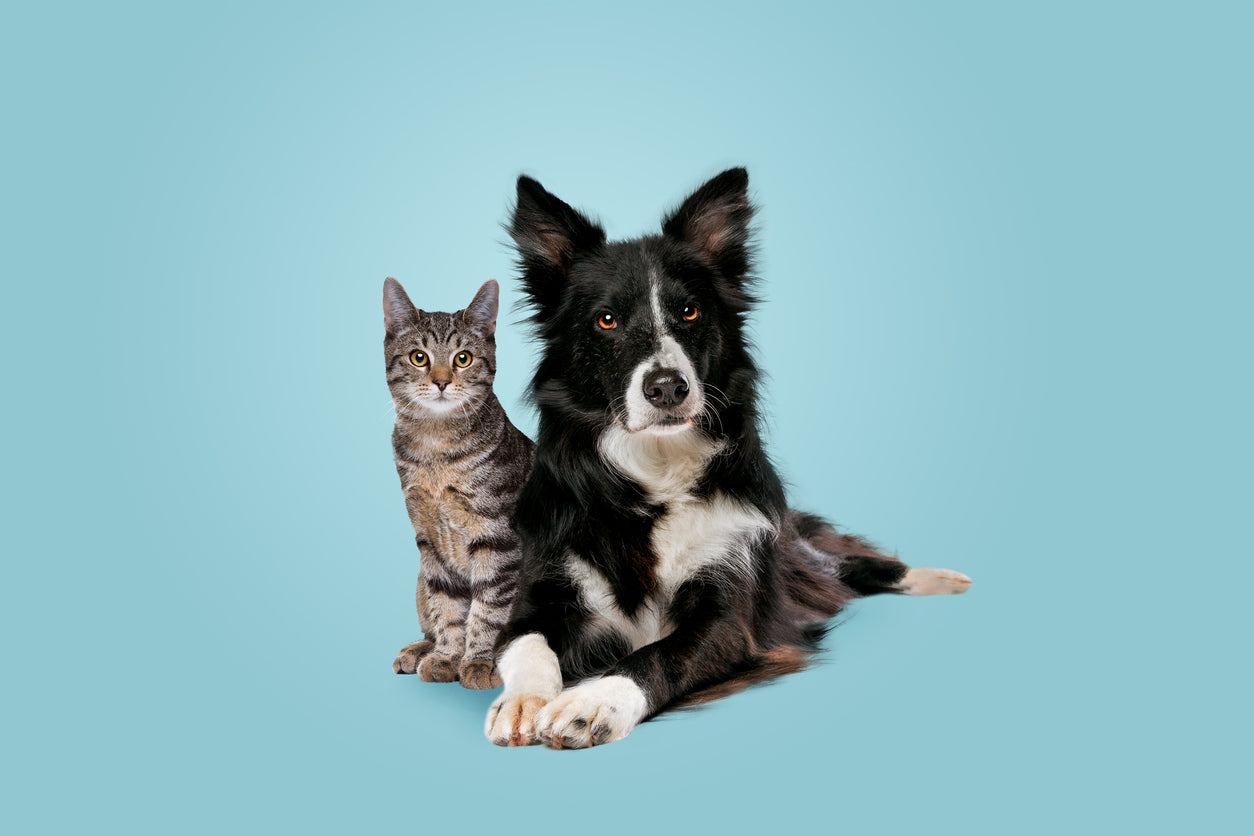 Levetiracetam to Treat Seizures in Cats and Dogs