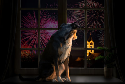 Dog Scared of Fireworks? Try these Methods To Help