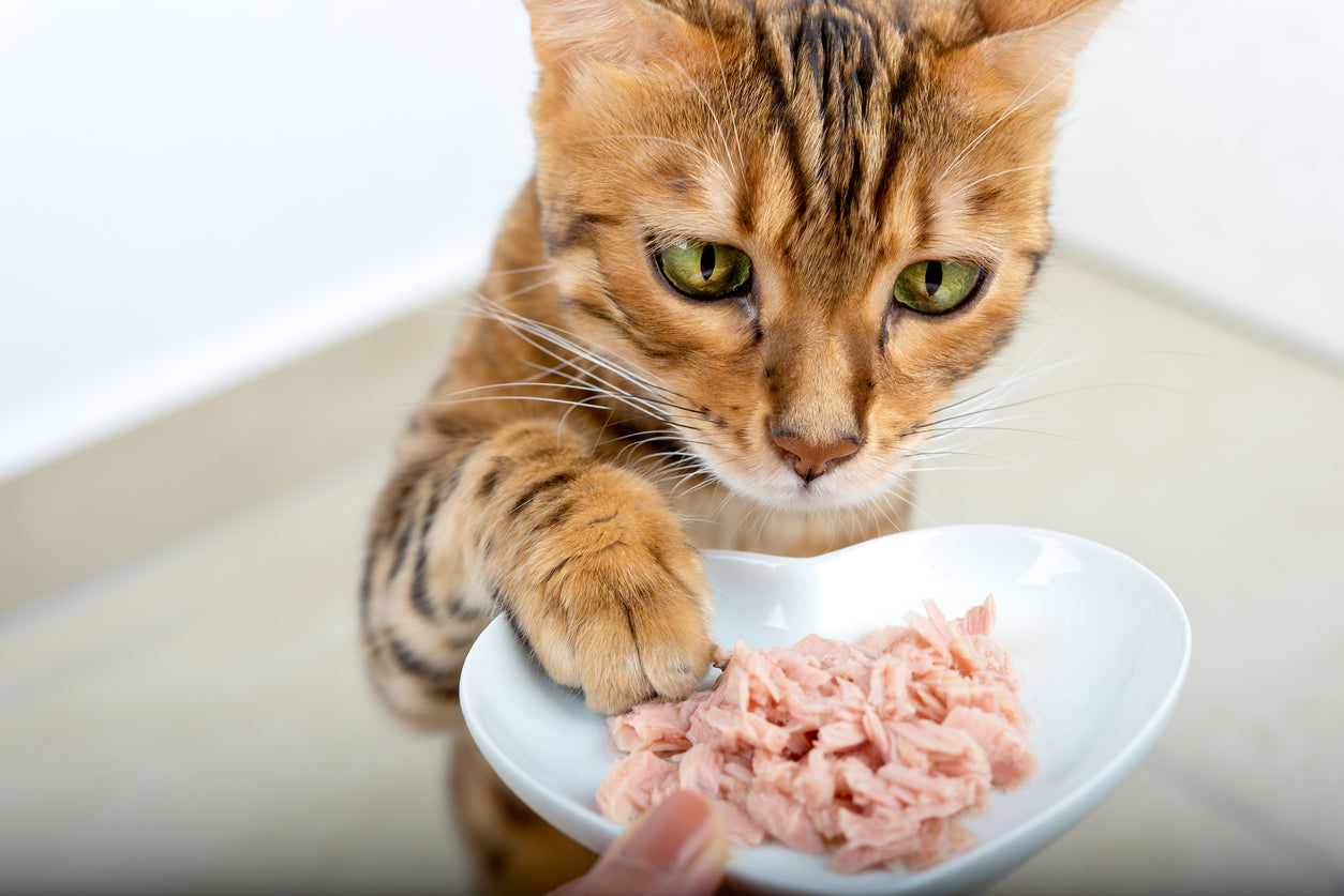 What Human Foods Can You Give to Cats?