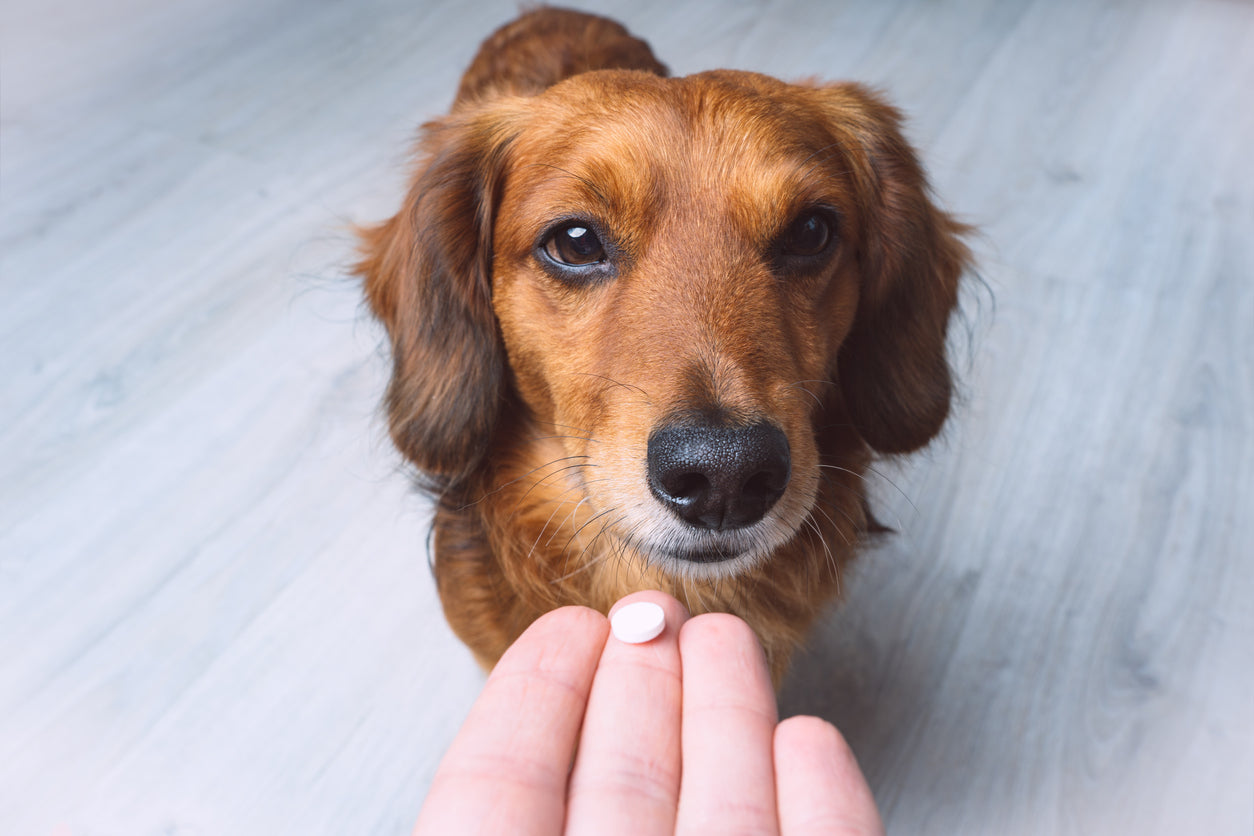 Aspirin for Dogs: Is It Safe to Give Our Pets?