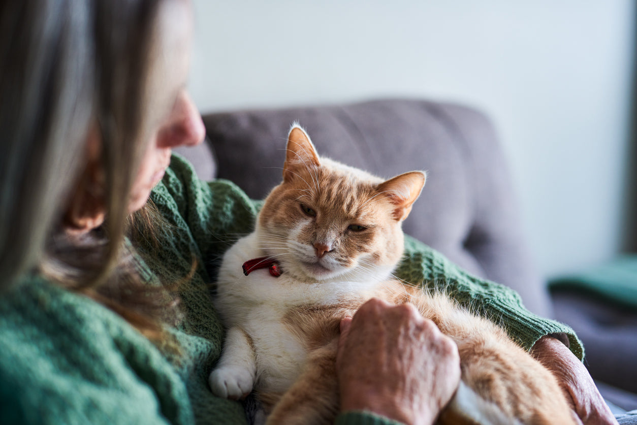 How to Tell If Your Cat Has a UTI