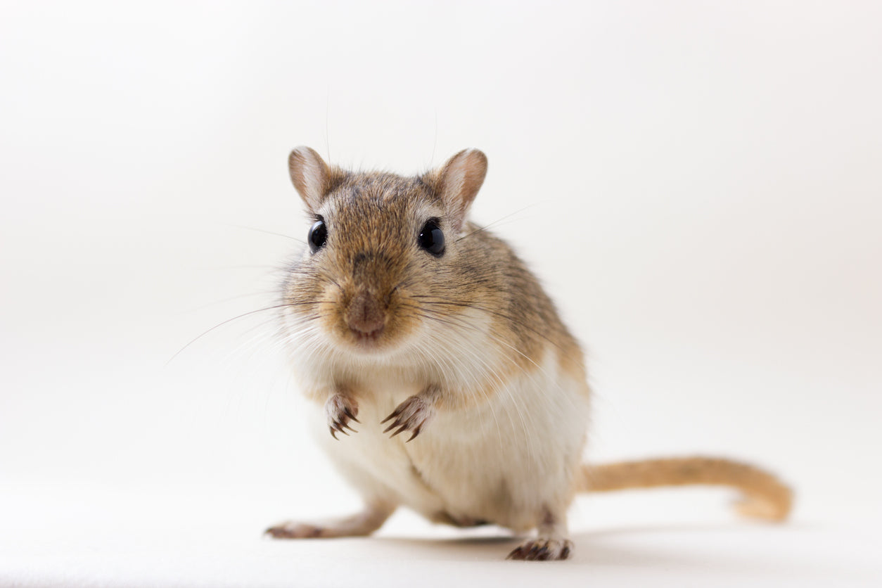 What You Should Know Before Getting a Pet Gerbil