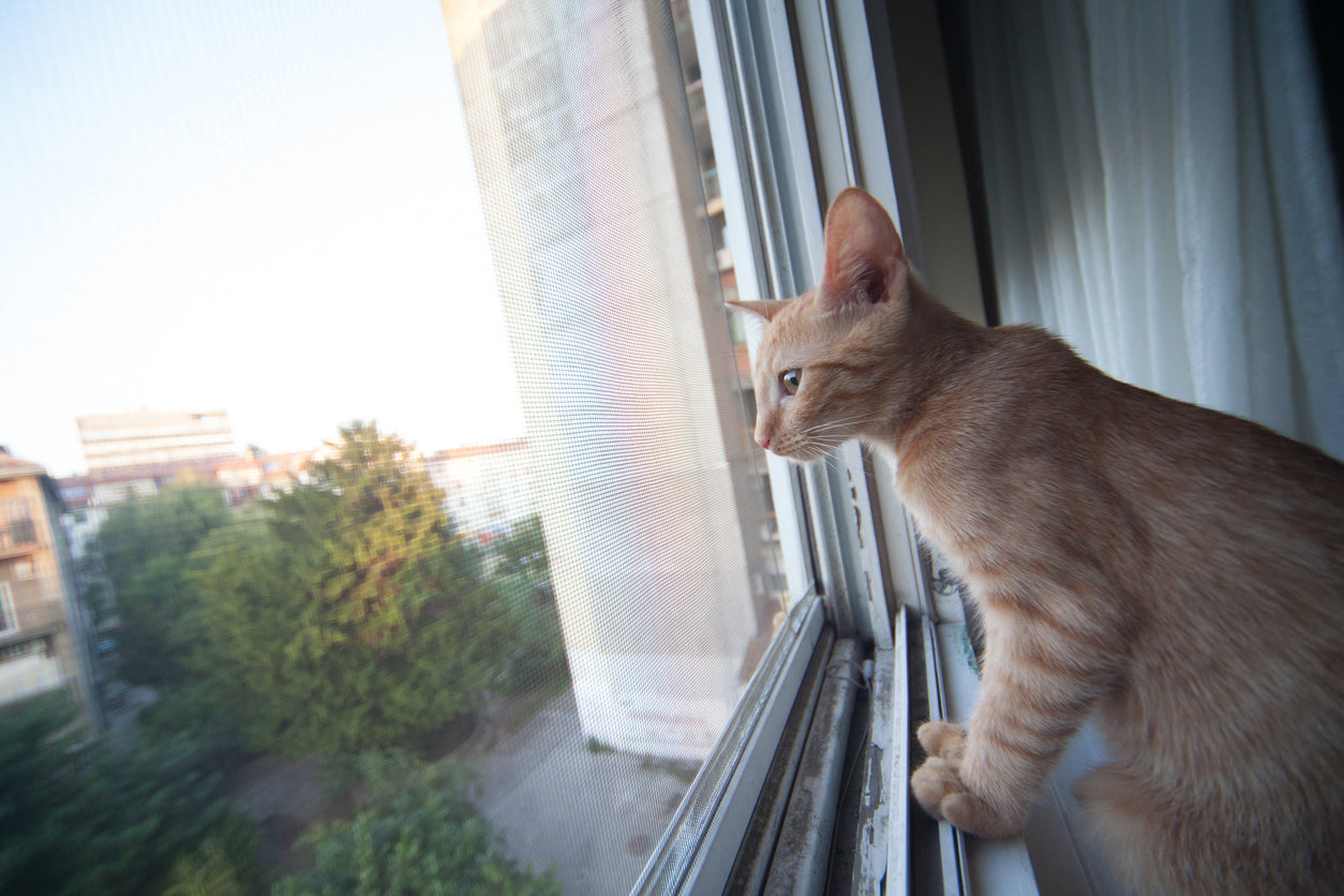 Indoor vs. Outdoor Cats: Which Is the Better Choice?