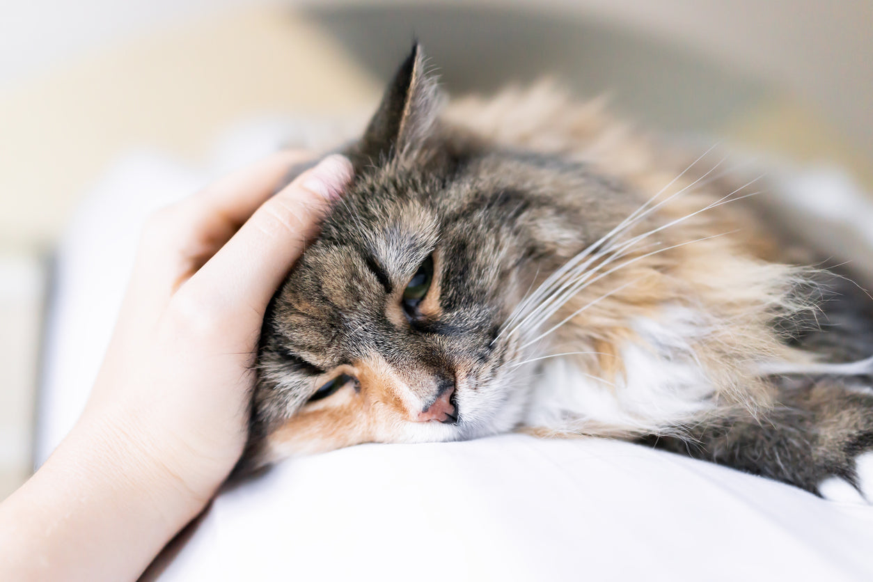 Should You Give Aspirin to Cats?